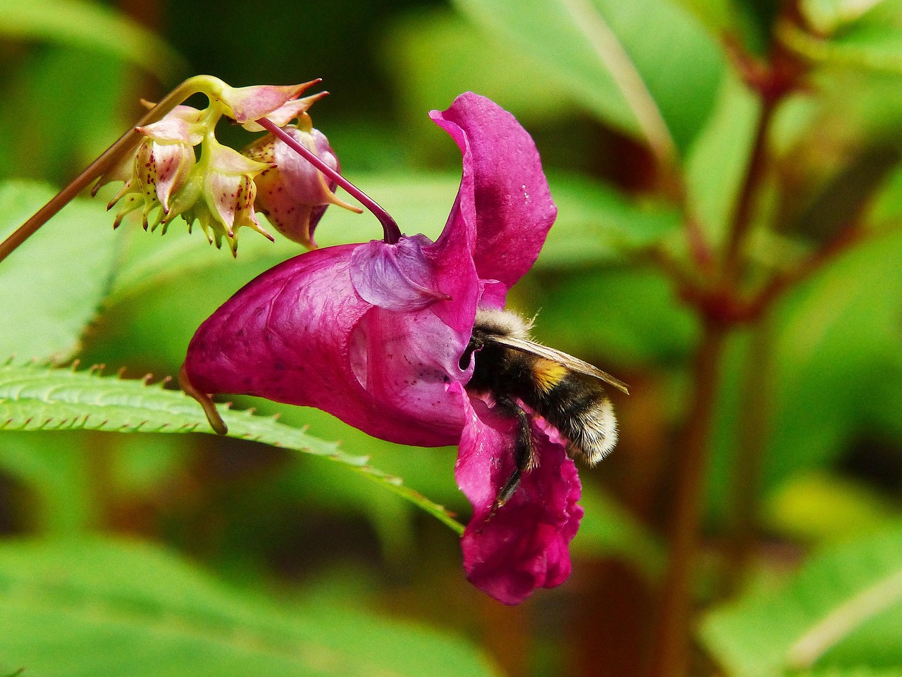 A Short History of Fir: Forest Balsam Through the Centuries