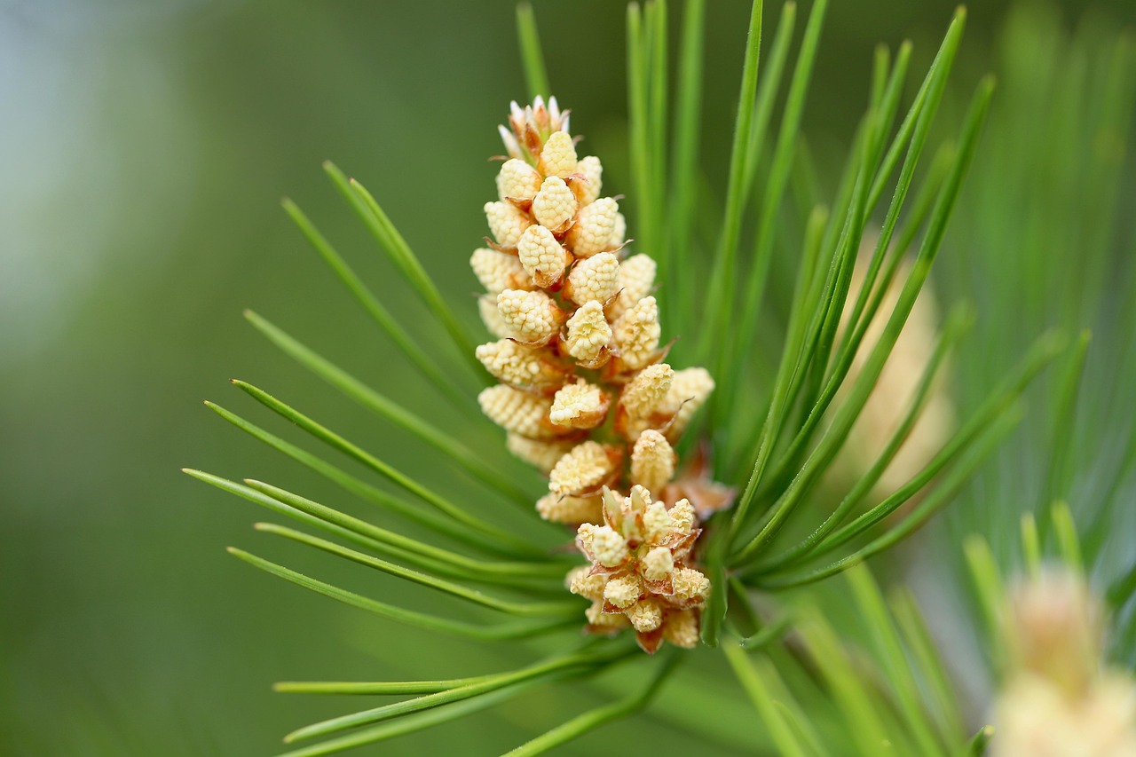 Fir Oil vs Pine Oil: Telling the Two Conifers Apart